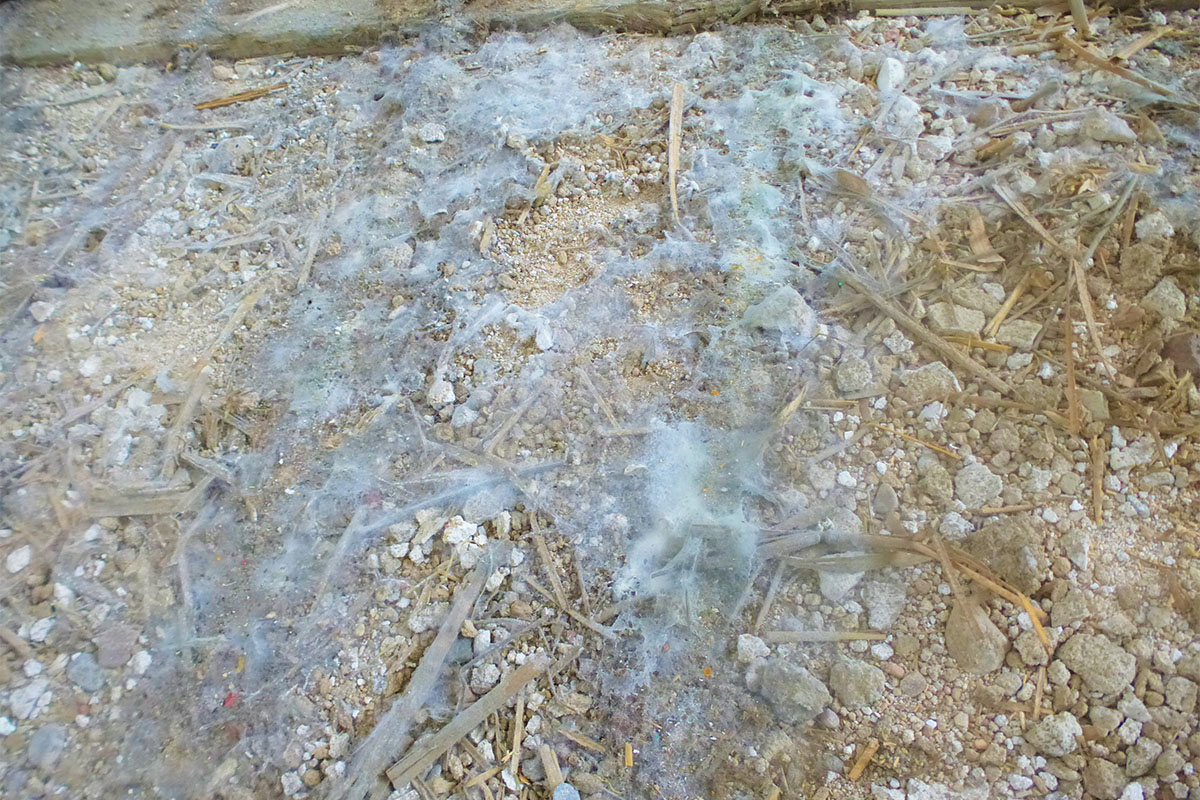 Man sieht einen Schimmelpilzschaden