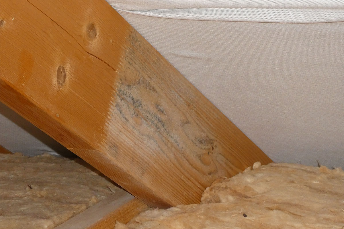 Man sieht einen Schimmelpilzschaden