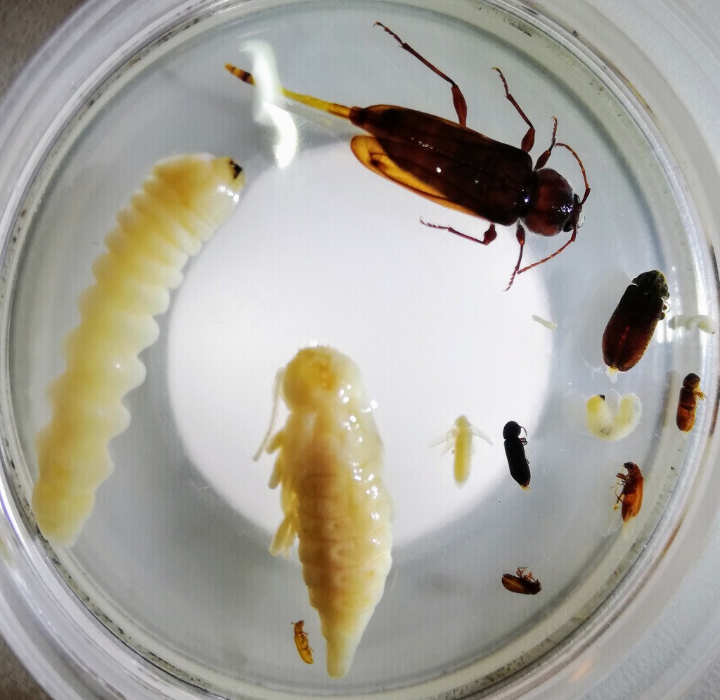 Holzwurm, Holzzerstörende Insekten, Anobien, Nagekäfer, Splintholzkäfer, Hausbock